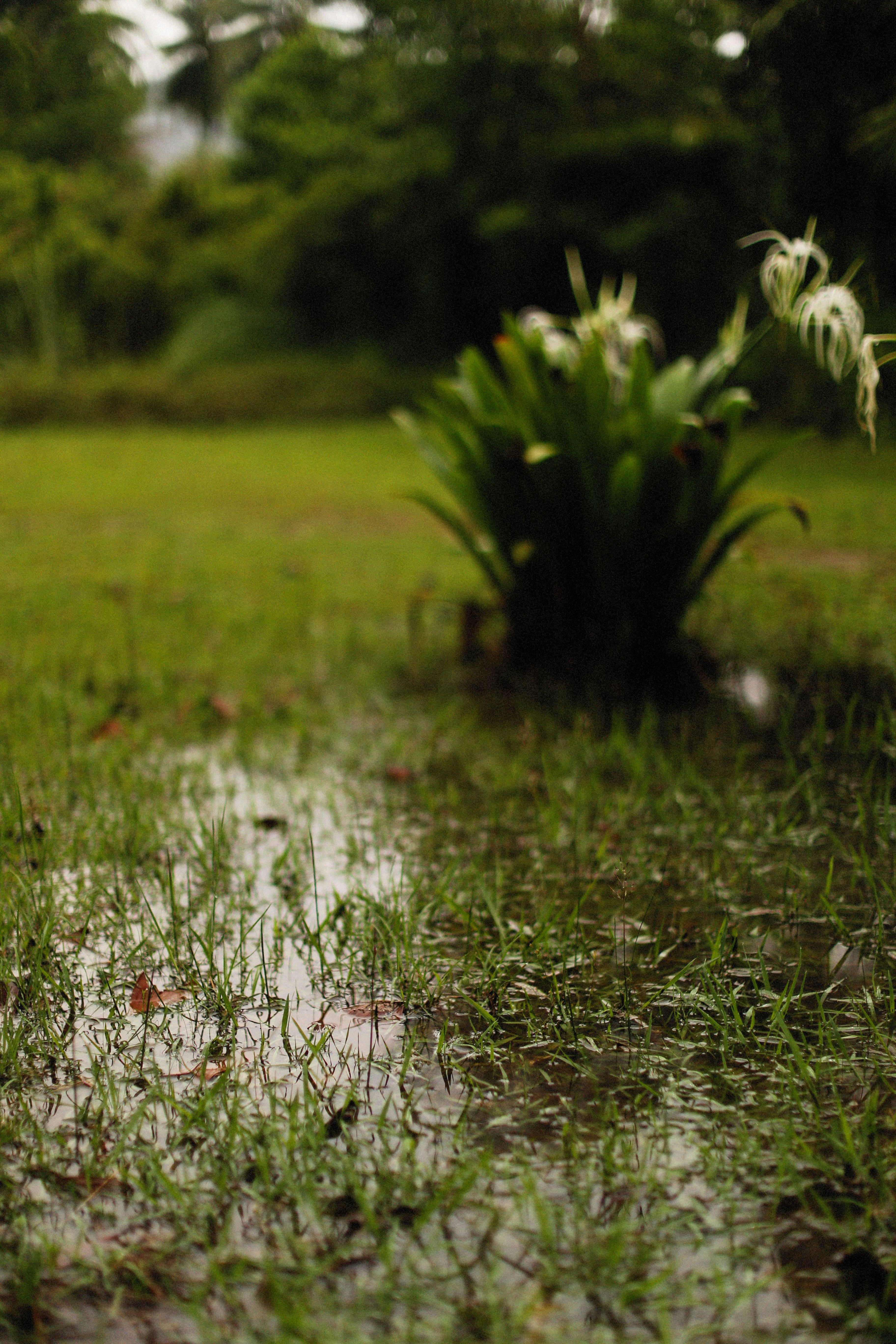 Standing water soaking a grassy yard after rainfall